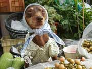 Cute Dog At Fruit Stand Becomes Latest Internet Sensation