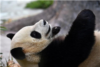 Giant pandas from Sichuan make public debut in Hainan