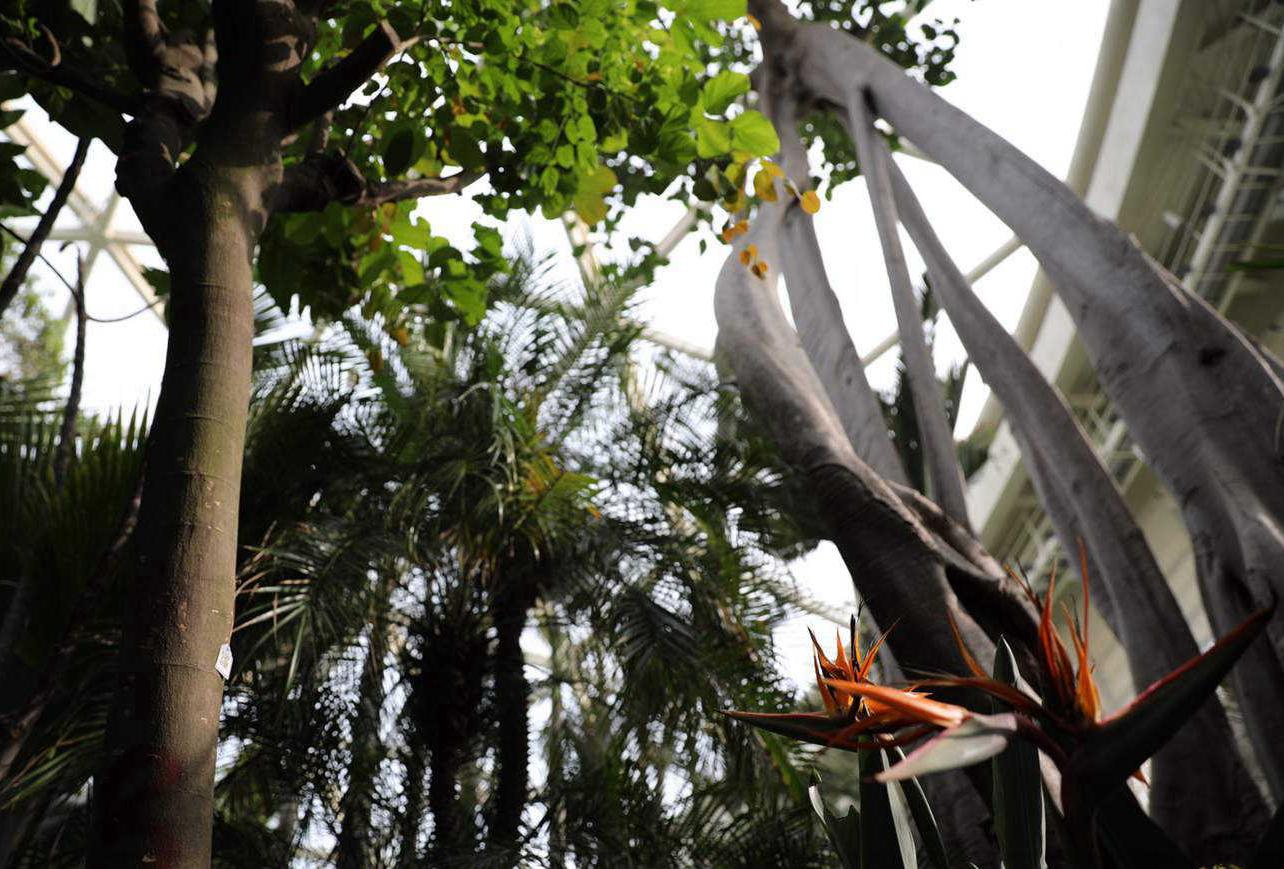 Various plants at Beijing International Horticultural Exhibition