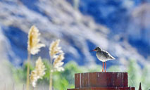 In pics: redshanks at Lhalu wetland in Lhasa