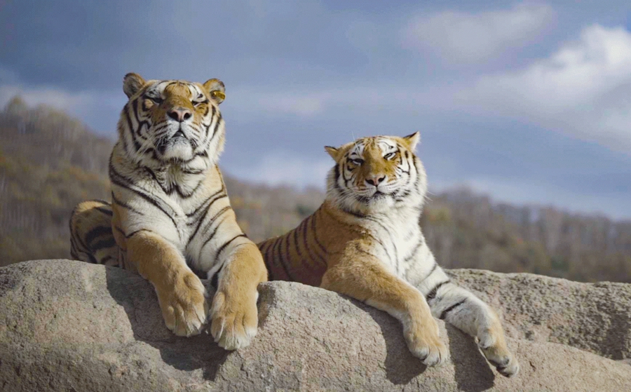 Siberian tigers at Hengdaohezi Siberian tiger park in NE China’s Heilongjiang