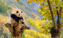 Giant pandas poised in Autumn in Sichuan