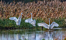 Wild birds overwinter in N China's Yuncheng Salt Lake