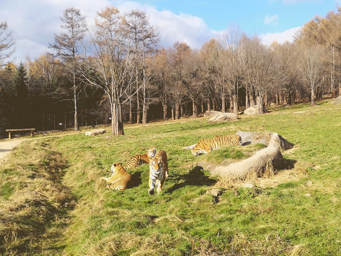 Siberian tiger breeder raises ferocious, cute creatures for 20 years