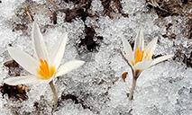 Wild lilies in full bloom as snow melts in Xinjiang