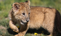 African lion cub seen at Guaipo Siberian Tiger Park in Shenyang