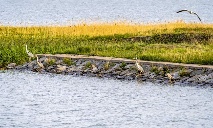 Xianghai National Nature Reserve in NE China’s Jilin a paradise for wild plants, birds