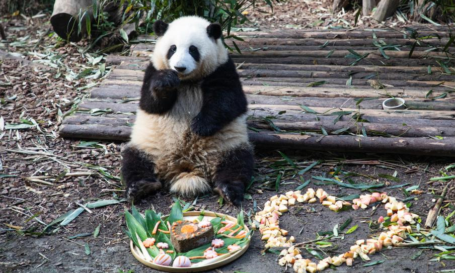 Panda twins celebrate 2nd birthday in Chengdu