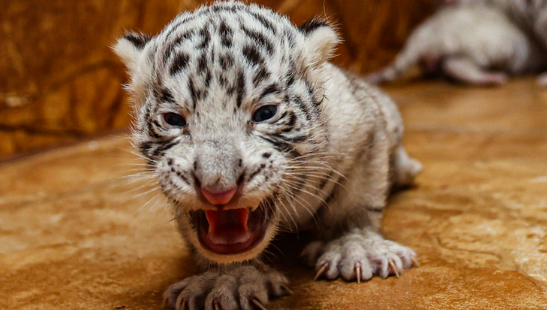 Four tiger cubs greet the world in Rongcheng, Shandong