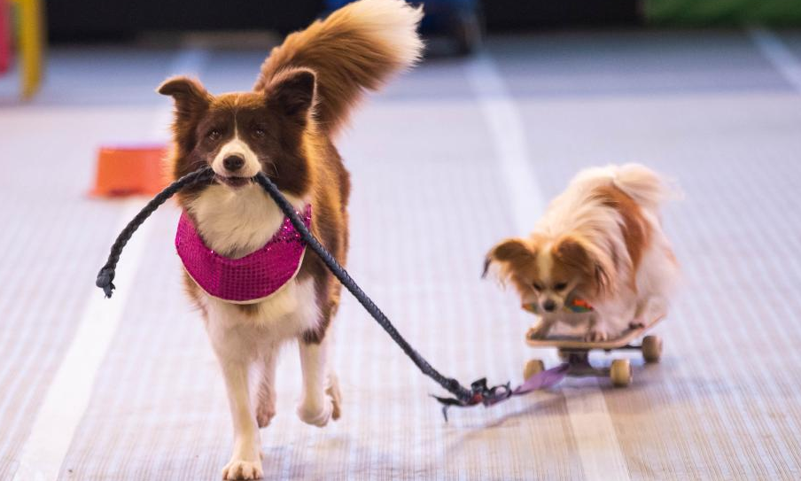 Dog Lovers Show held after three-year break in Sydney