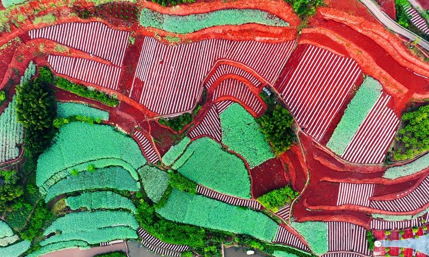 Stunning scenery of red soil terraces dazzles visitors to Rongxian in SW China