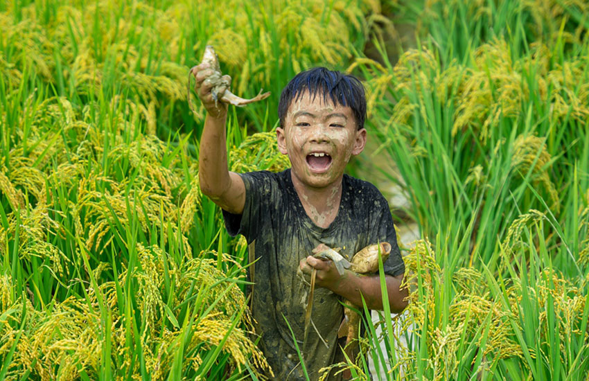 Villagers in SW China's Yunnan harvest fish in paddy fields