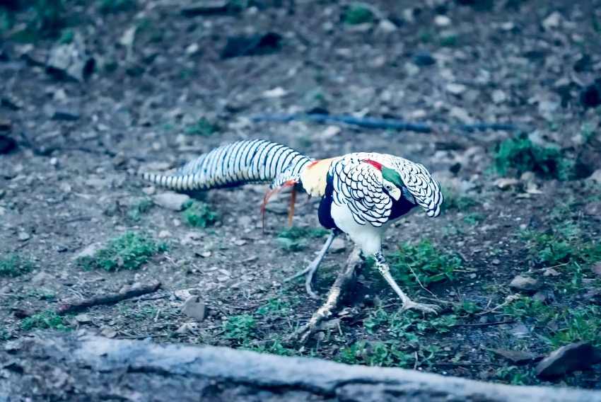 Muli county in SW China's Sichuan makes remarkable progress in wild animal protection