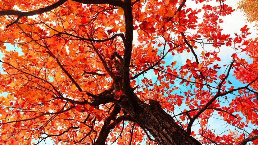 Breathtaking autumn scenery of Greater Hinggan Mountains in Inner Mongolia