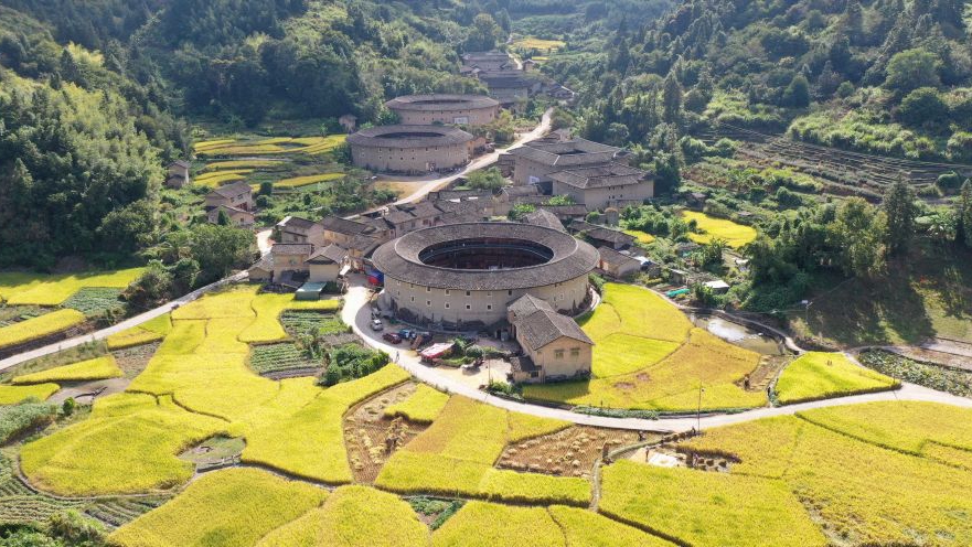 In pics: Golden rice fields and Tulou in SE China's Fujian