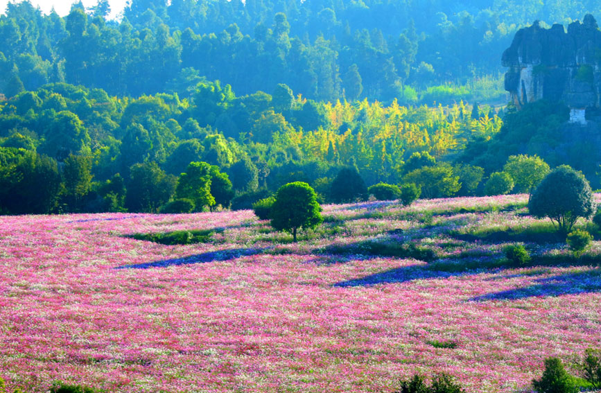 Tourists flock to see blooming garden cosmoses in stone forest of SW China's Yunnan