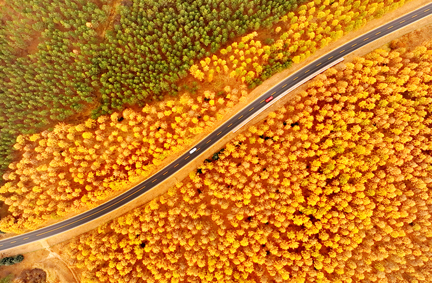 In pics: autumn scenery of Saihanba forest farm in China's Hebei