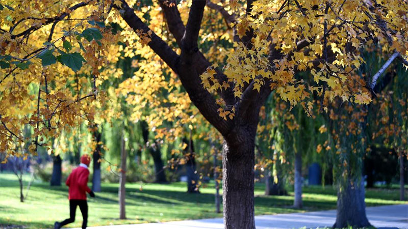 Autumn scenery in Beijing