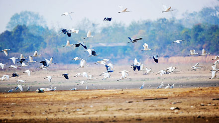 More than 10,000 migratory birds flock to Gongqingcheng, E China's Jiangxi