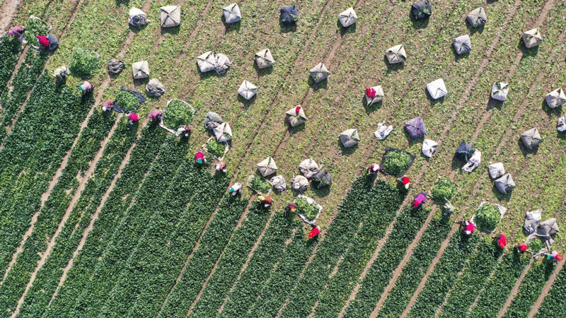 Vegetable farmers across China busy with harvest to ensure supply in winter