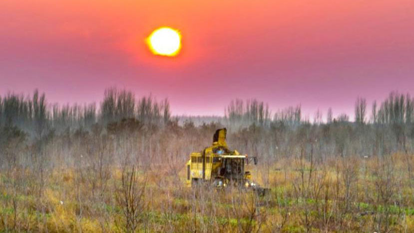 Sugar beets harvest in Xinjiang