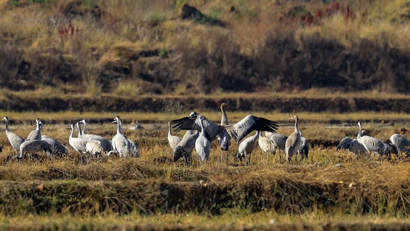 Migrating grey cranes fly to national wetland park in SW China's Yunnan to overwinter