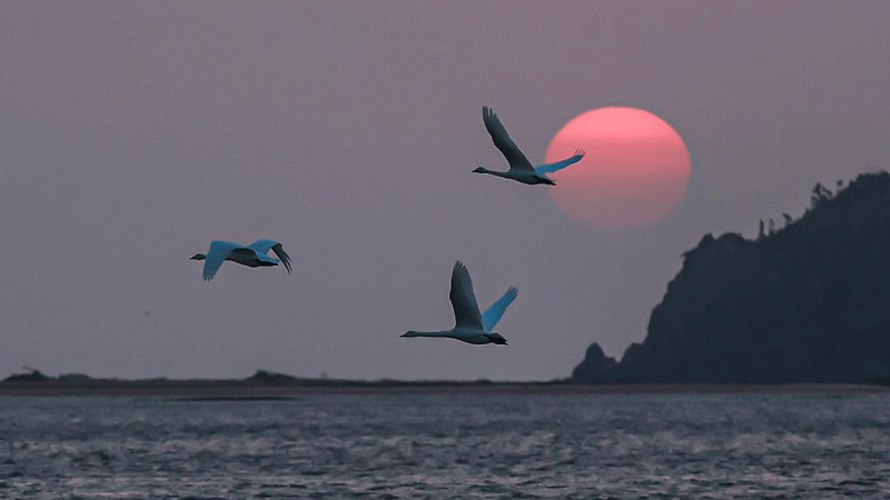 Birds seen in winter across China