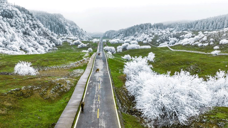 Rime brightens Fairy Mountain in Chongqing