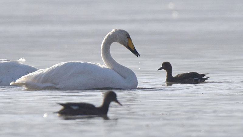 Wintering whooper swans seen at Yellow River in NW China's Qinghai