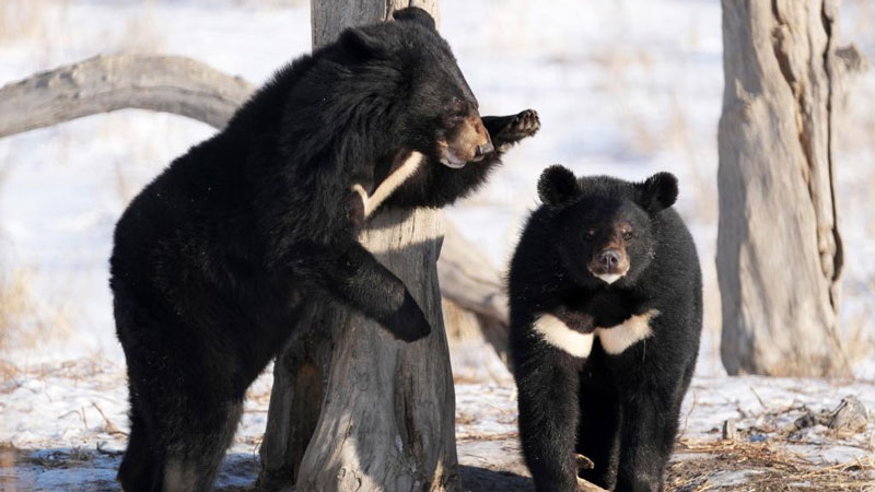 Black bears seen in Fuyuan, NE China