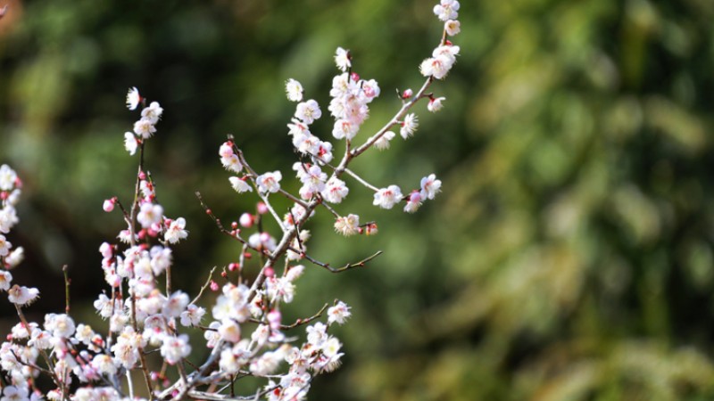 Tourists admire blossoming flowers in E China's Jiangxi