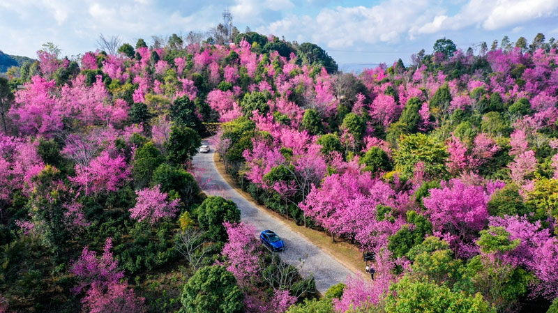 Cherry blossoms in SW China's Yunnan attract throngs of visitors