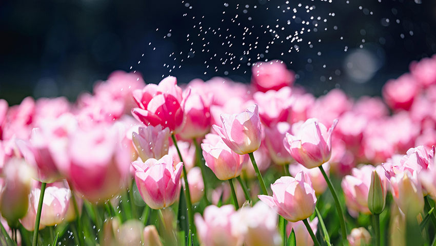 In pics: Over 80,000 tulips bloom in Kunming, SW China