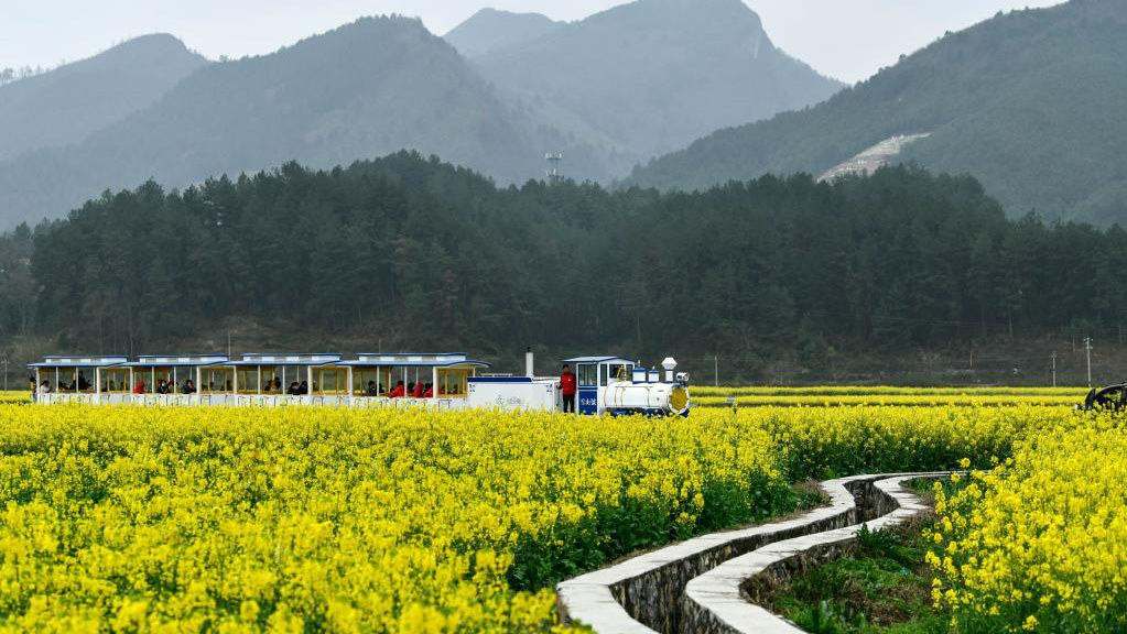 Cole flowers in full blossom in SW China's Guizhou