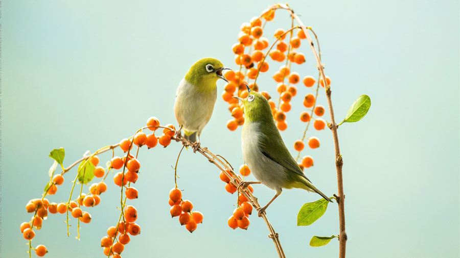 In pics: beautiful flowers and birds in Yunfu Botanical Garden, S China's Guangdong