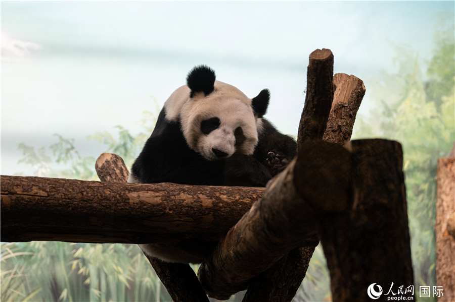 Cute giant pandas at Moscow Zoo attract tourists