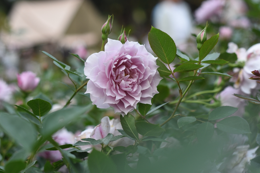 In pics: Beauty of roses attracts visitors to 2023 Shenzhen Rose Show