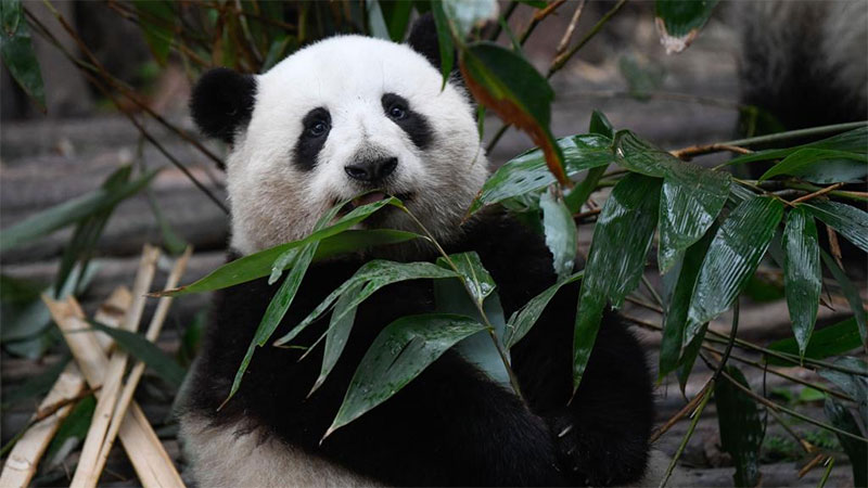 In pics: giant pandas in Chengdu, SW China