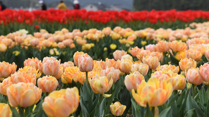 Tulips make rural economy flourish in E China's village