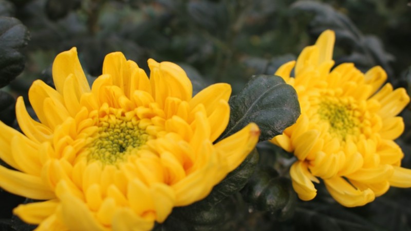 Workers busy harvesting chrysanthemums in Dongfang, S China's Hainan