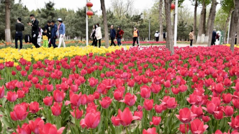 Tourists enjoy blooming flowers by Yongding River in Beijing