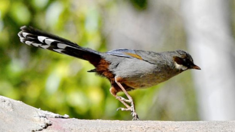 Birds seen in Lhasa, SW China's Tibet