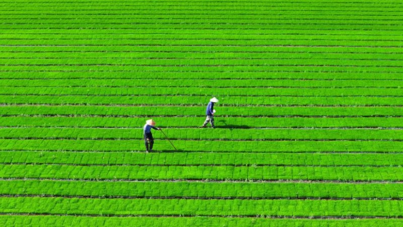 Grain in Ear marked across China