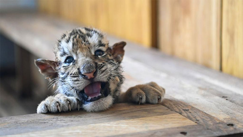 In pics: Siberian tiger cubs at Siberian Tiger Park in Harbin