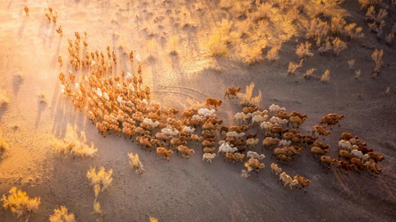 Spectacular scene of camels returning home from desert at dusk in Karamay, NW China's Xinjiang