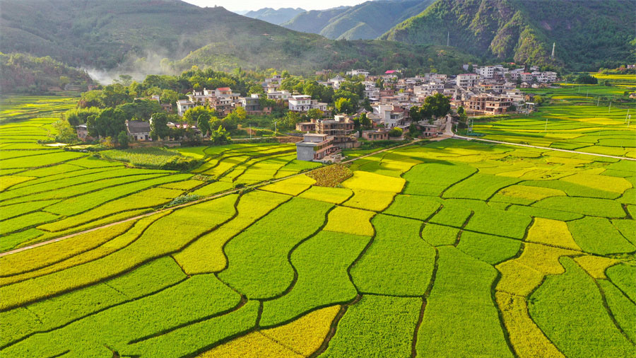 In pics: rice thrives in C China's Hunan, indicating bumper harvest