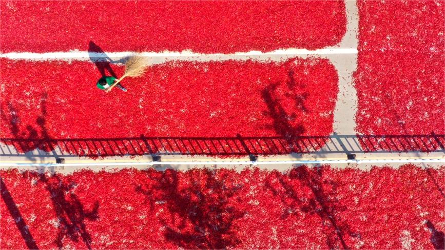 In pics: Autumn harvest in full swing in Neihuang county, China's Henan