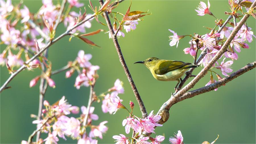 In pics: Blooming cherry blossoms in Xiamen