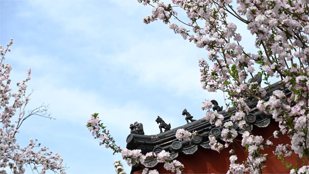 In pics: blooming flowers at Palace Museum in Beijing