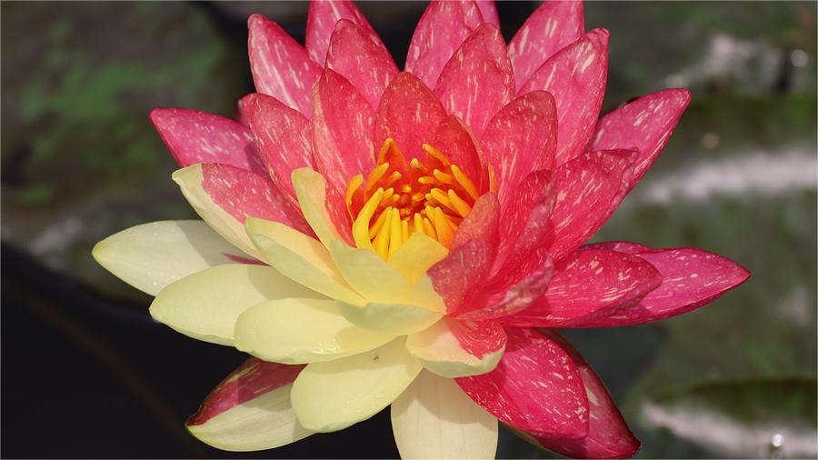 Two-colored water lily blooms in SE China's Xiamen